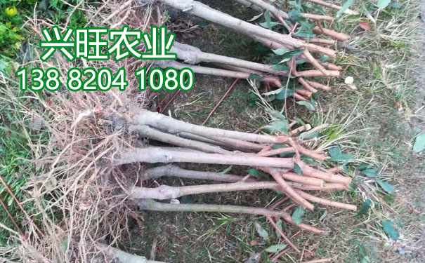 李子苗10.jpg
