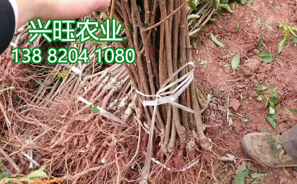 晚熟李子苗10.jpg
