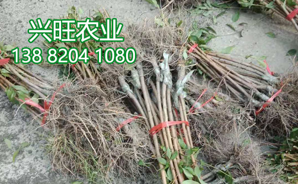 李子樹苗1.jpg