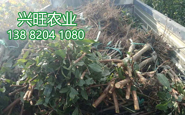 李子樹苗6.jpg