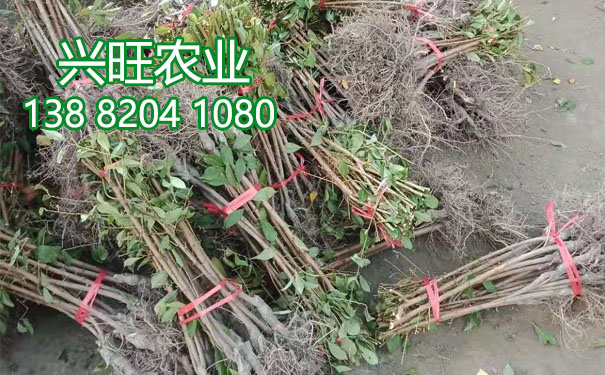 李子樹苗10.jpg