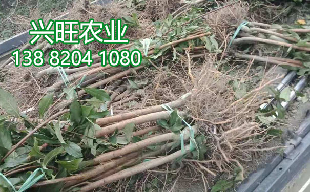 李子樹苗15.jpg