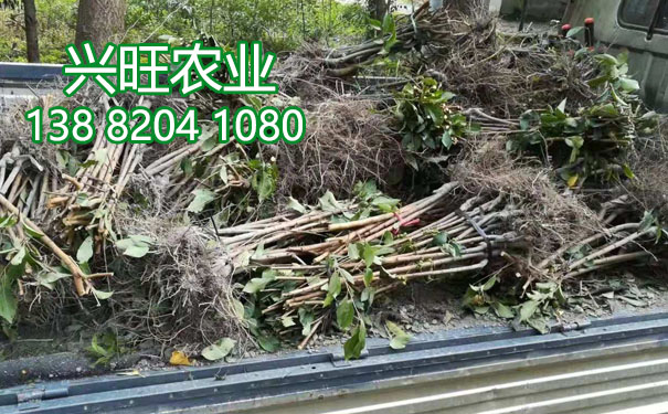 李子苗10.jpg