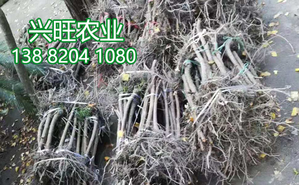 李樹苗5.jpg
