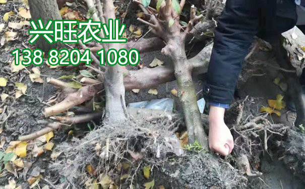 李樹(shù)苗13.jpg