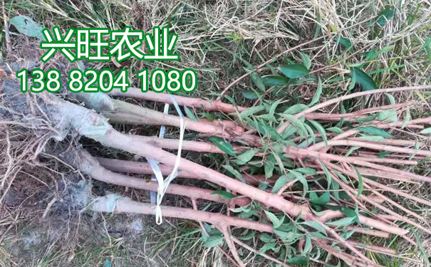 李子苗12.jpg