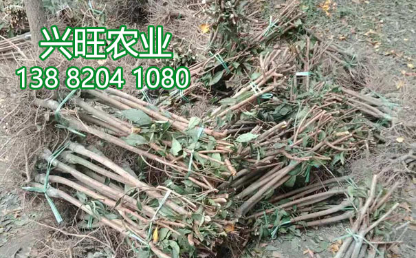 李子苗6.jpg