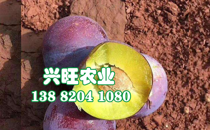 脆紅李2.jpg