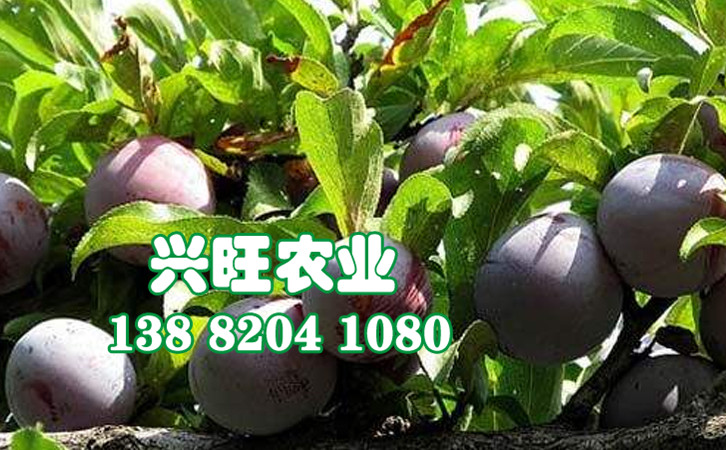 脆紅李28.jpg