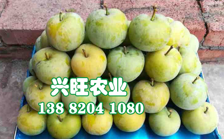 蜂糖李7.jpg