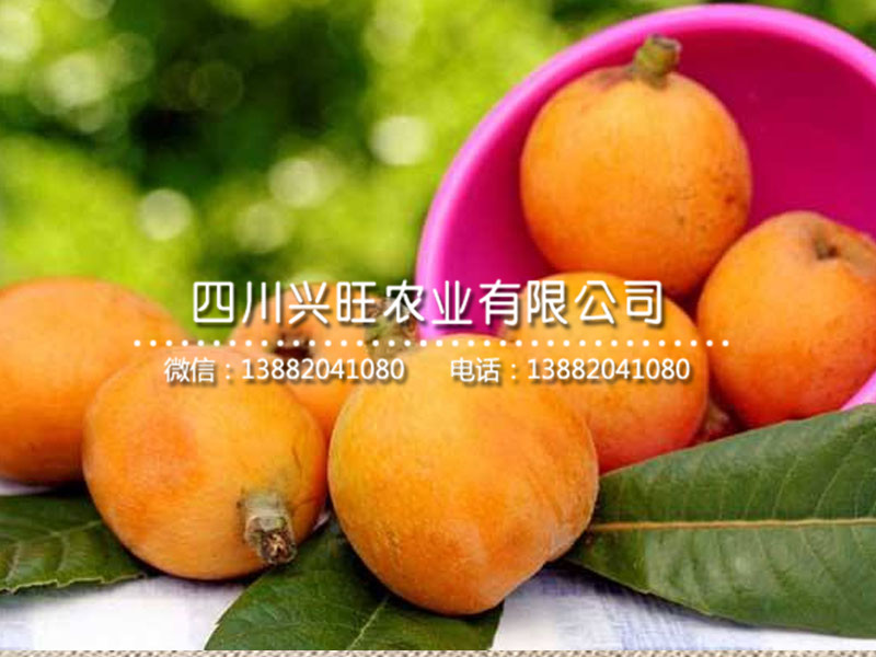枇杷3.jpg