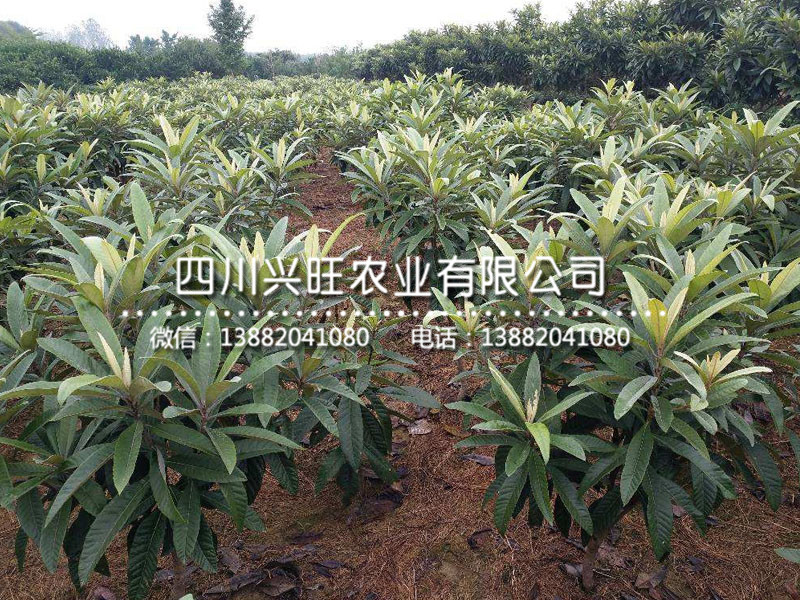 枇杷6.jpg