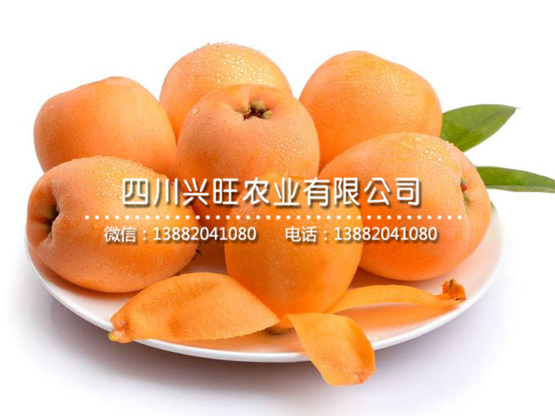 枇杷21.jpg