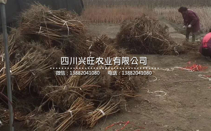 李子苗47.jpg