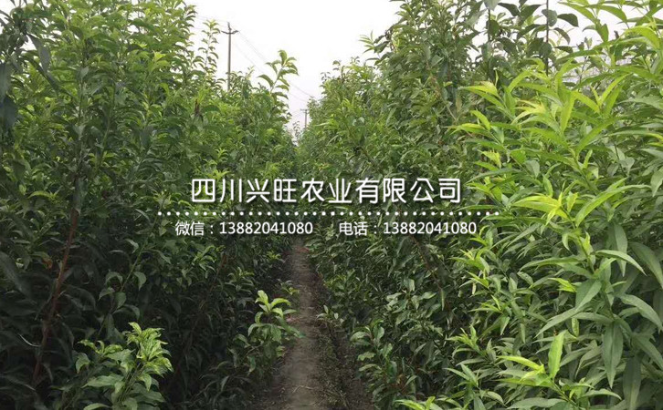 李子苗5.jpg