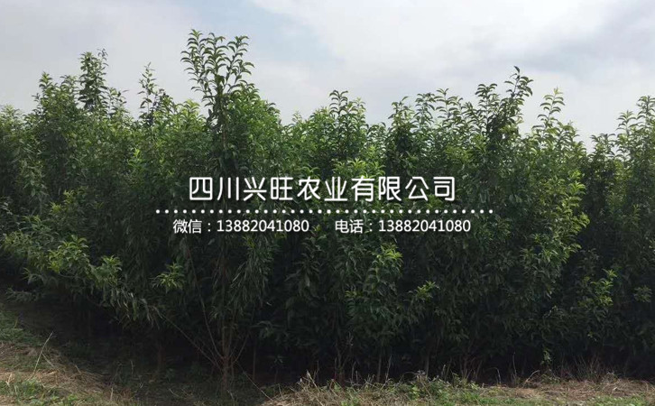 李子苗9.jpg