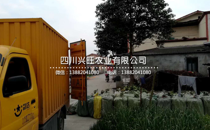 李子苗49.jpg