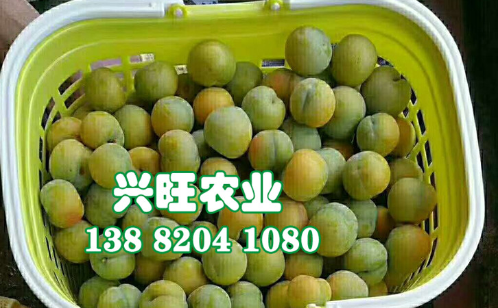 蜂糖李5.jpg