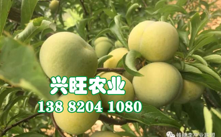 蜂糖李29.jpg