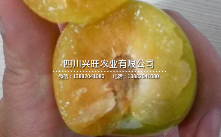 蜂糖李31_副本.jpg
