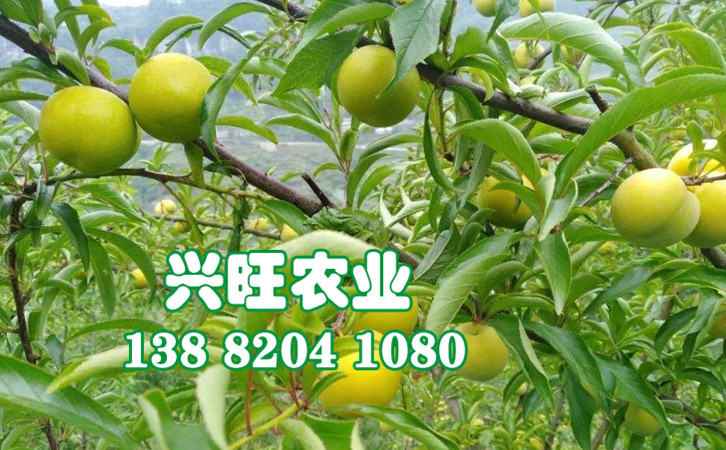 蜂糖李38_副本.jpg