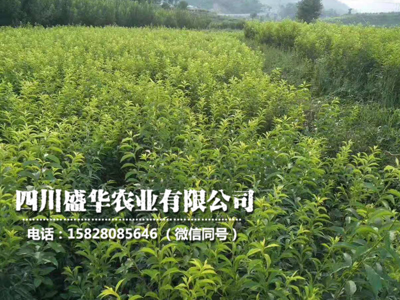李子苗.jpg