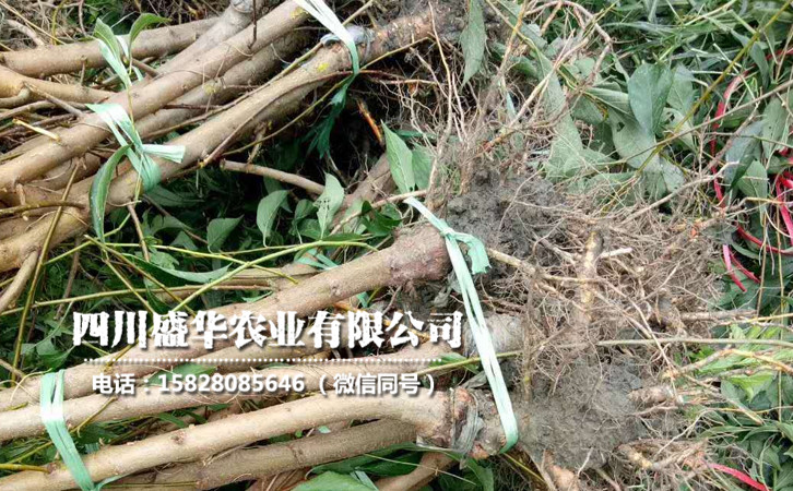 李子苗12.jpg