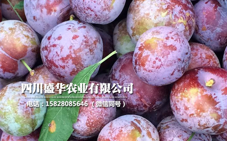 脆紅李5.jpg