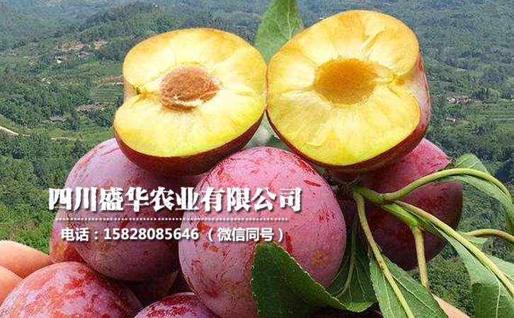脆紅李6.jpg