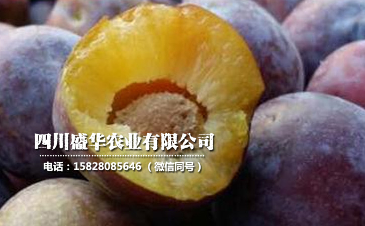 脆紅李7.jpg