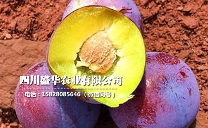 脆紅李8.jpg