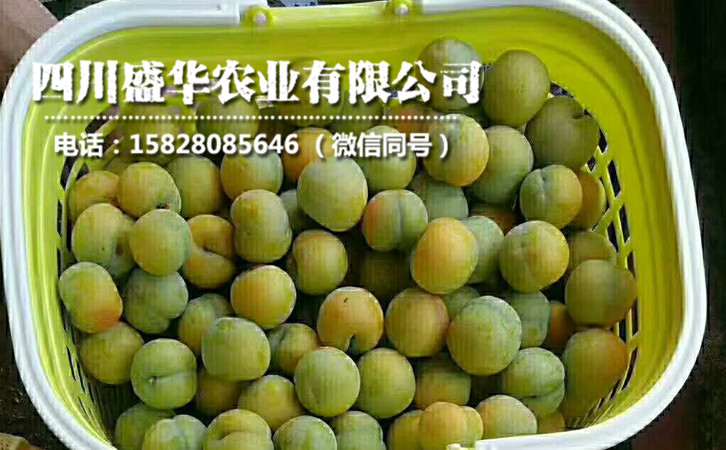 蜂糖李5.jpg
