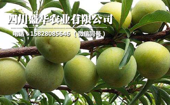 蜂糖李26.jpg