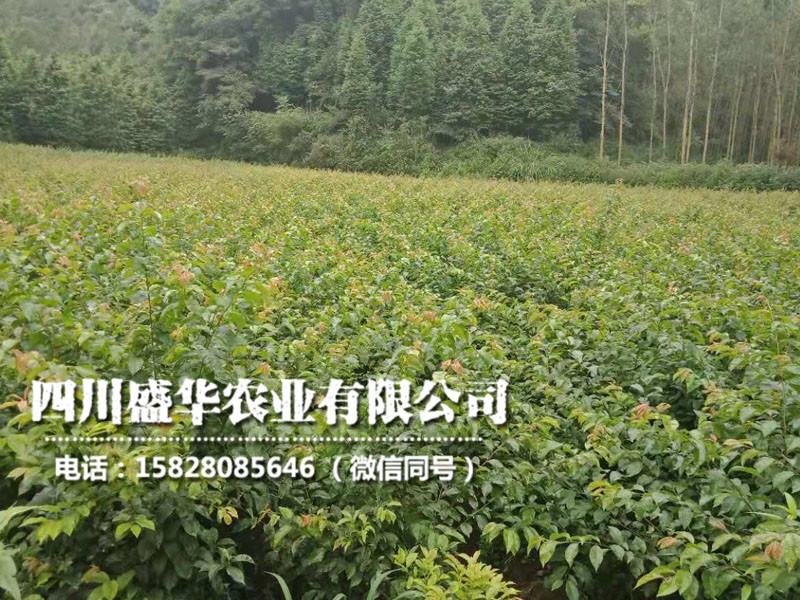 李子苗4.jpg