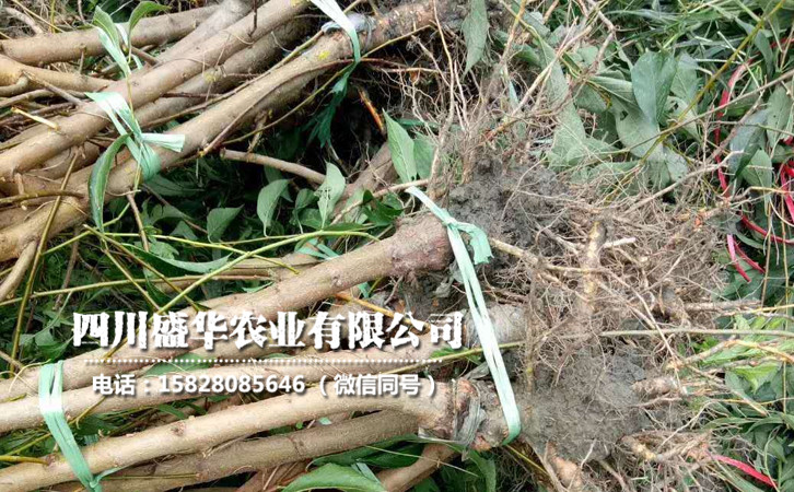 李子苗14.jpg