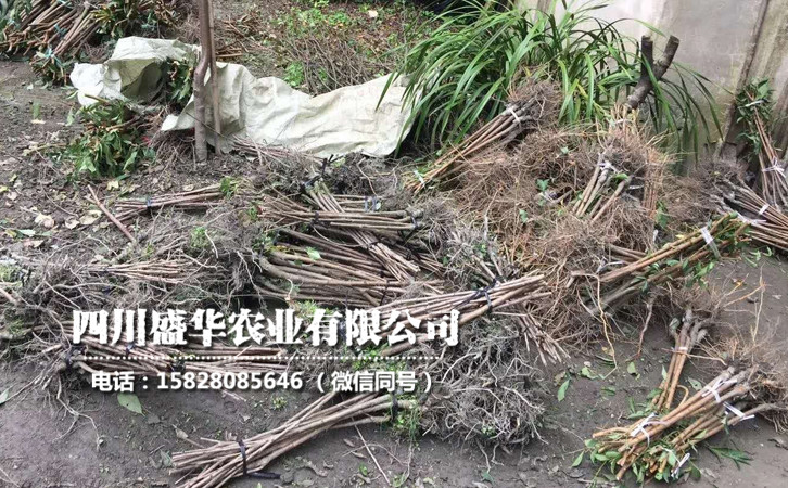 李子樹苗36.jpg