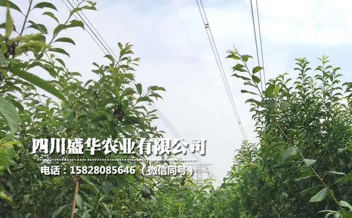李子苗10.jpg