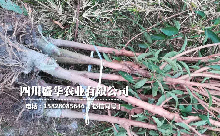 李子果樹苗12.jpg