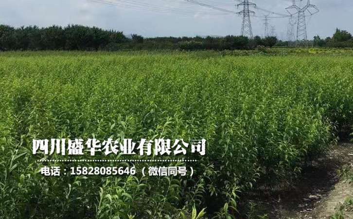 李子苗102.jpg