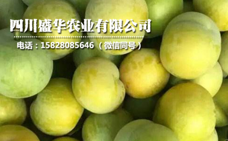 蜂糖李15.jpg