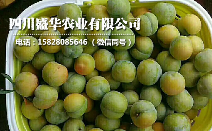 蜂糖李4.jpg