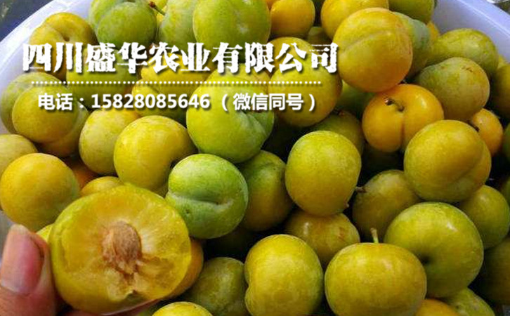 蜂糖李12.jpg