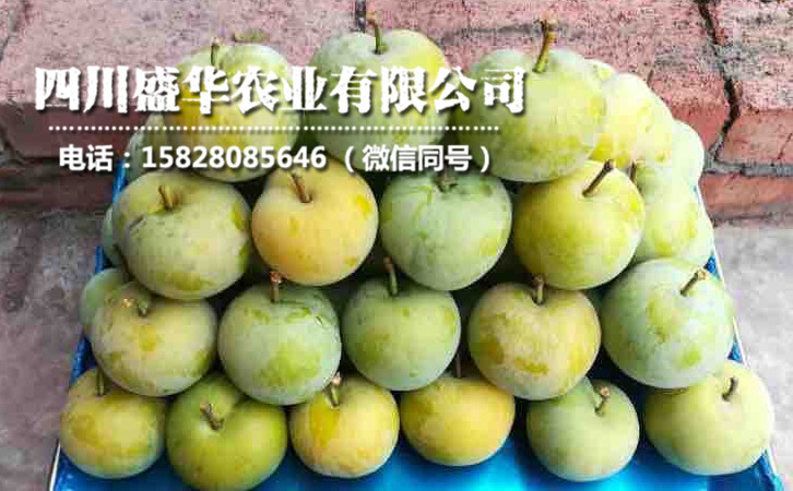 蜂糖李7.jpg