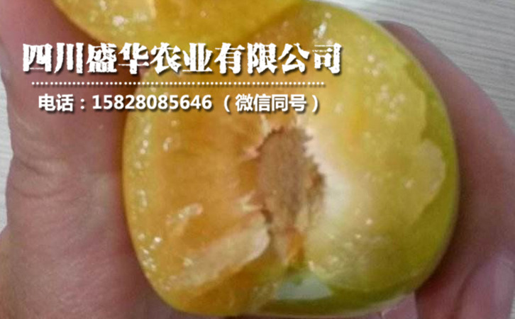 蜂糖李31.jpg