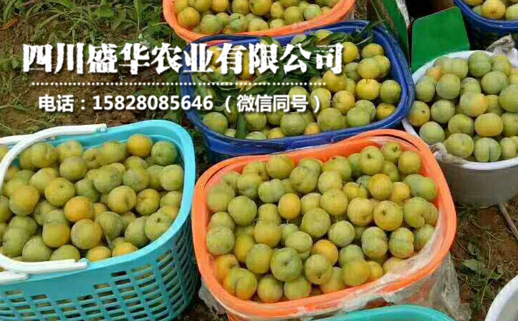 蜂糖李.jpg