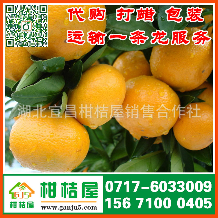 【康平特早蜜橘农产品价格,特早橘子供应电话