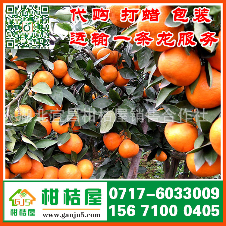 【松原特早柑橘供货电话156-7100-0405特早桔