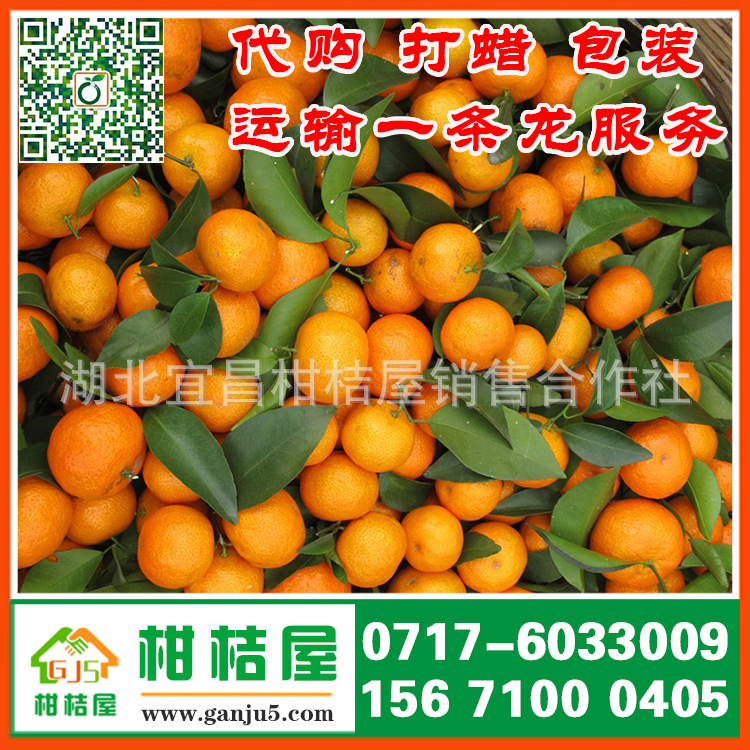 【安徽晚熟柑橘产地电话156-7100-0405宣城特