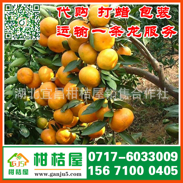 【广东中熟柑橘供货电话156-7100-0405茂名早