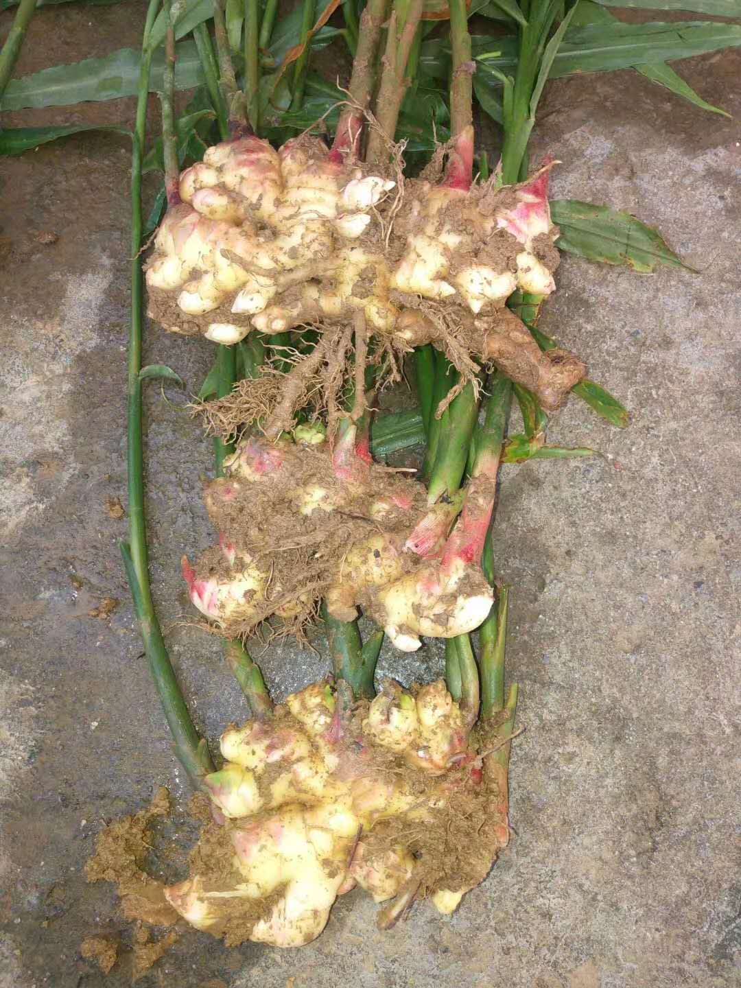 圖片_24.jpg